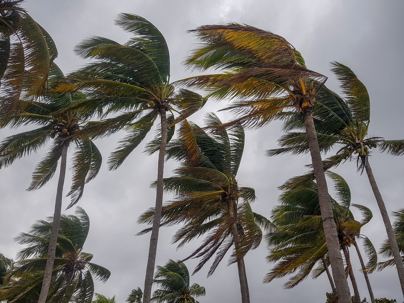 Strong Winds Blowing on Palm Tree Fronds